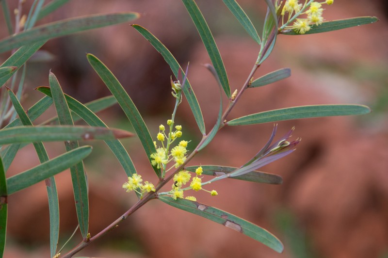 Acacia iteaphylla photo 5