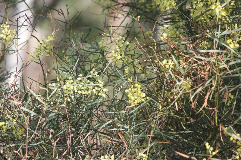 Acacia iteaphylla photo 6