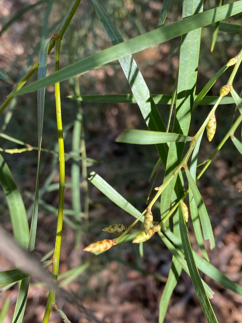 Acacia iteaphylla photo 7