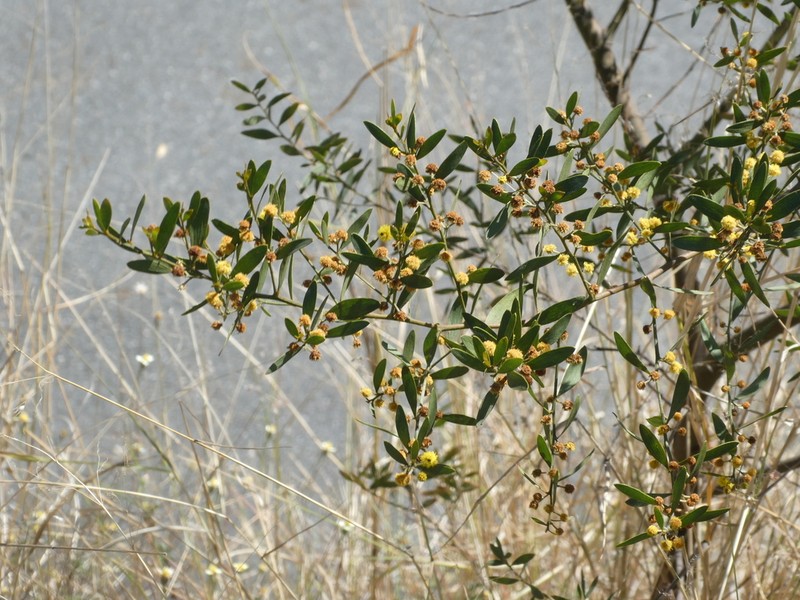 Acacia iiophylla photo 2