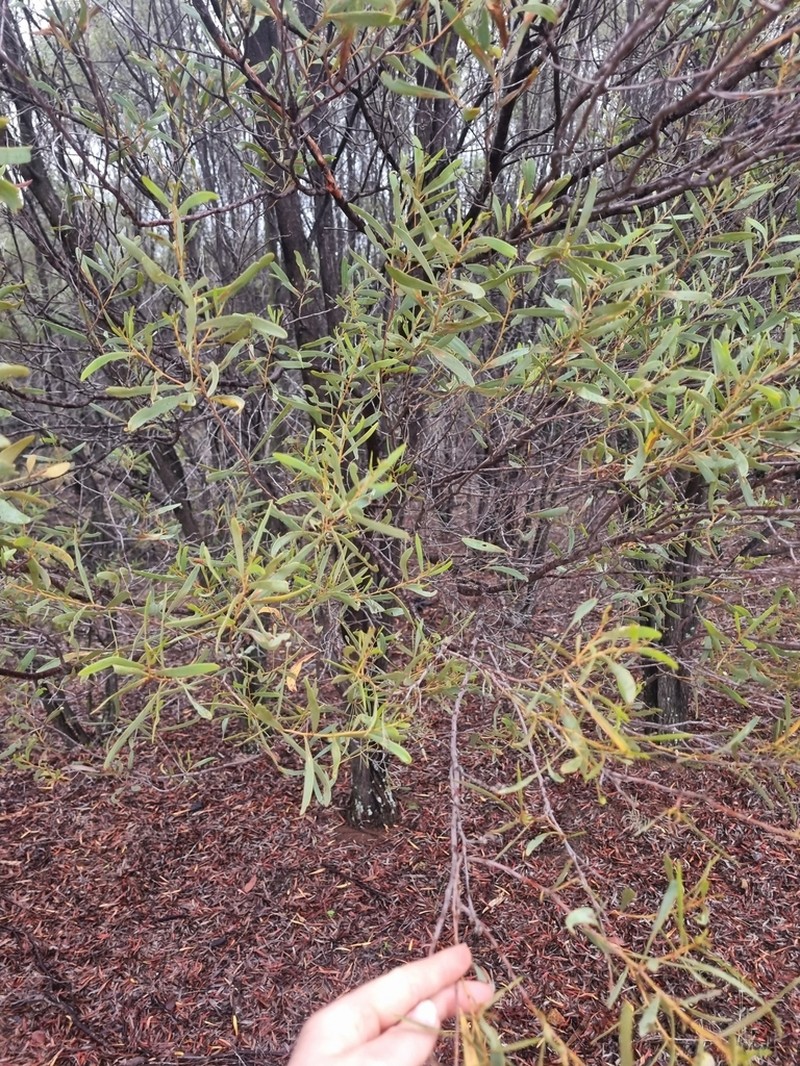 Acacia iiophylla photo 3