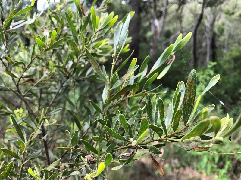 Acacia iiophylla photo 4