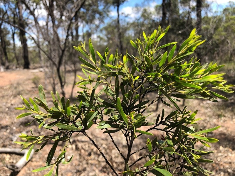 Acacia iiophylla photo 5