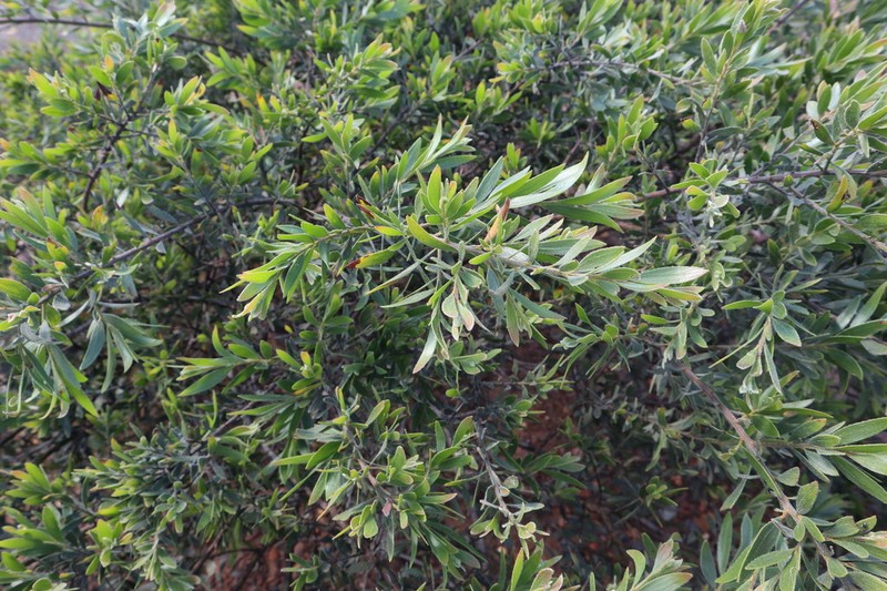Acacia iiophylla photo 6