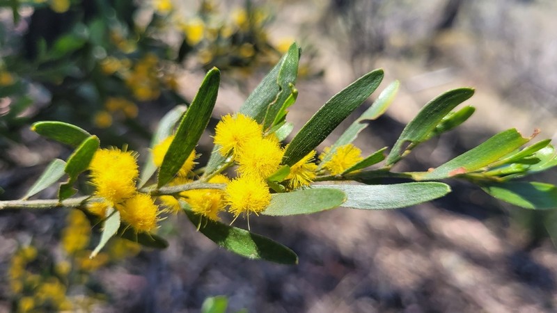 Acacia iiophylla photo 7