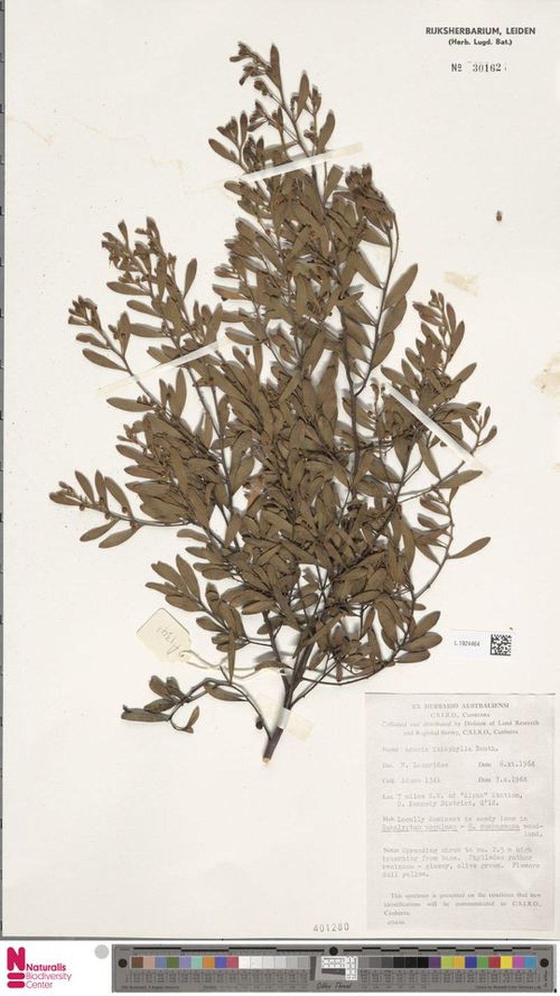 Acacia iiophylla