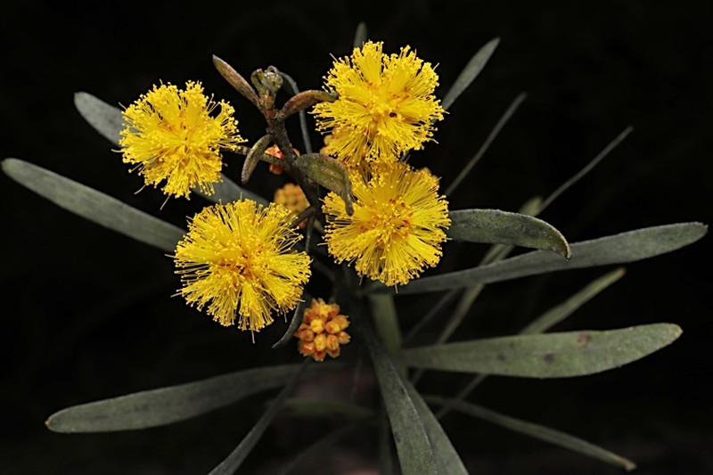 Acacia ixodes