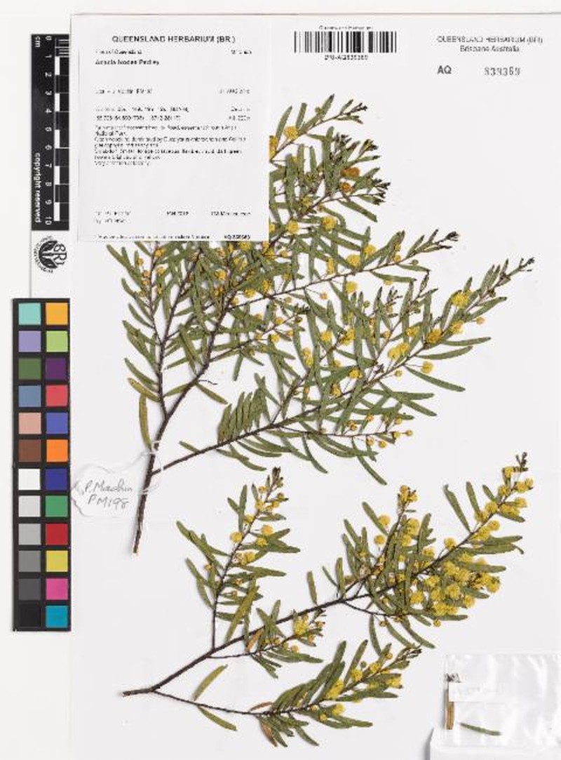 Acacia ixodes photo 4