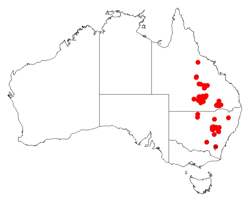 Acacia ixodes