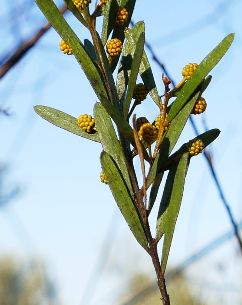 Acacia ixodes photo 3
