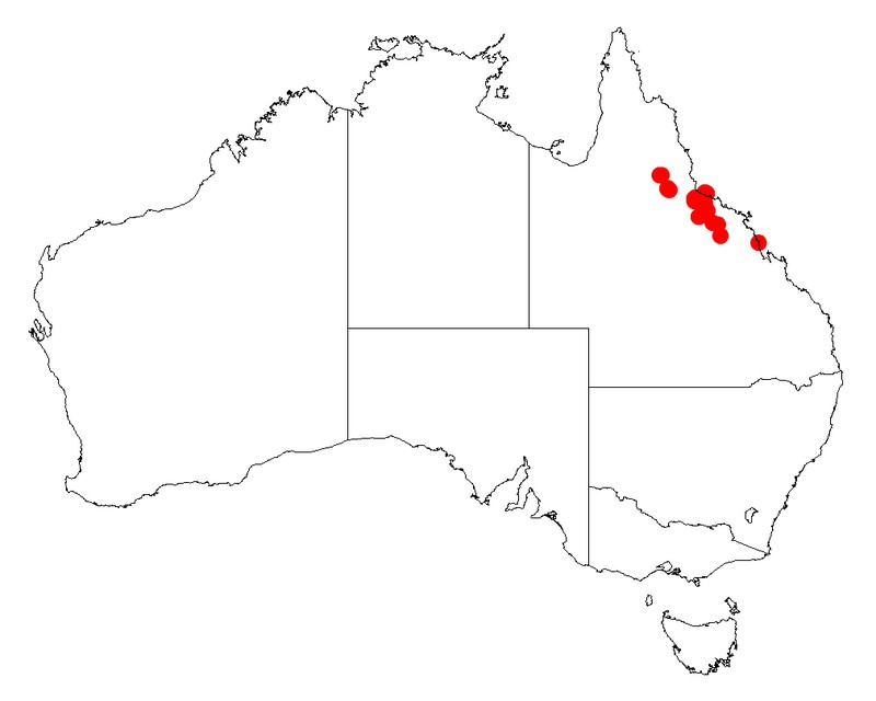 Acacia jackesiana