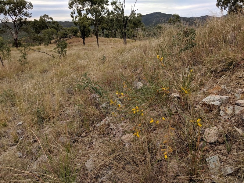 Acacia jackesiana photo 2