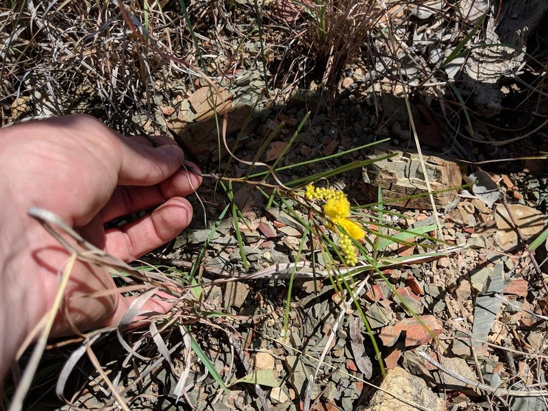 Acacia jackesiana photo 3