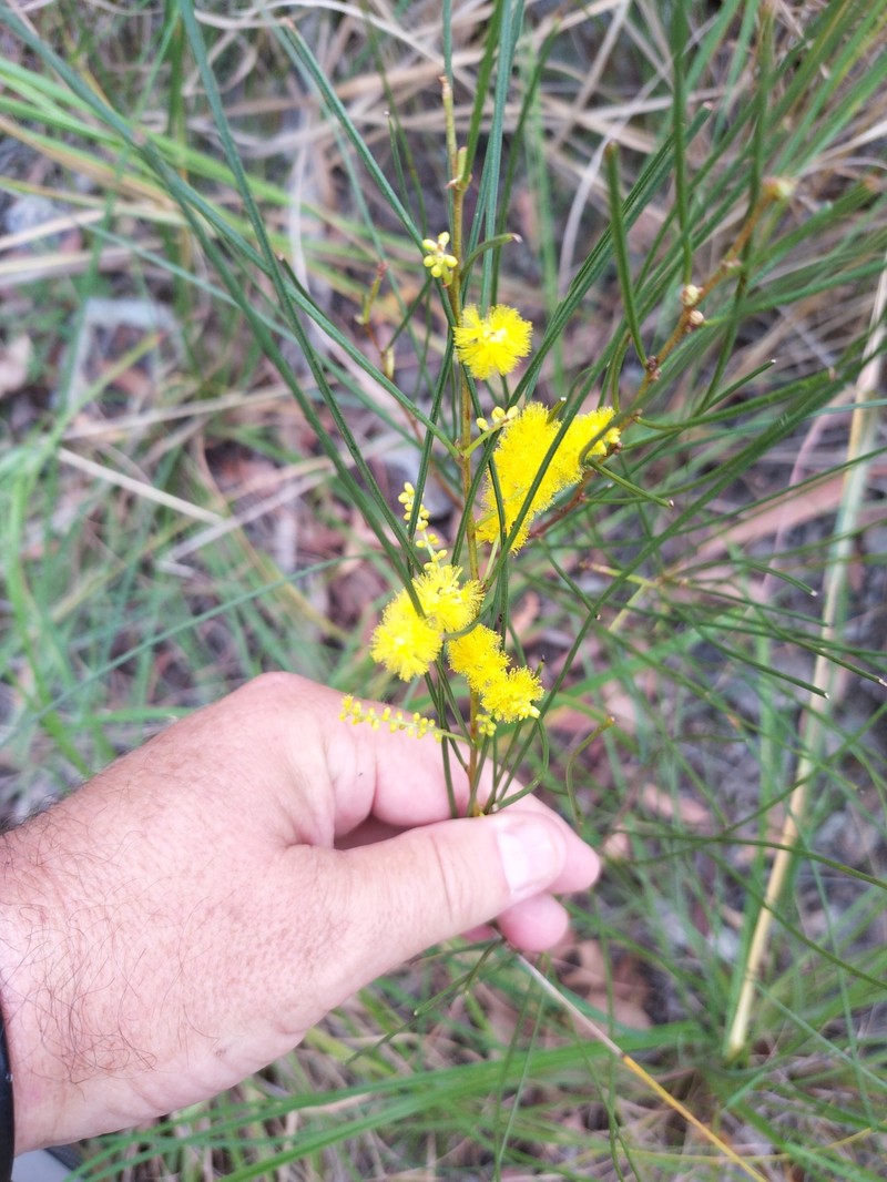 Acacia jackesiana photo 5