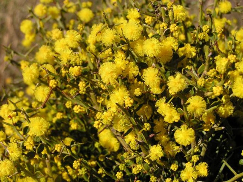 Acacia jacksonioides photo 4