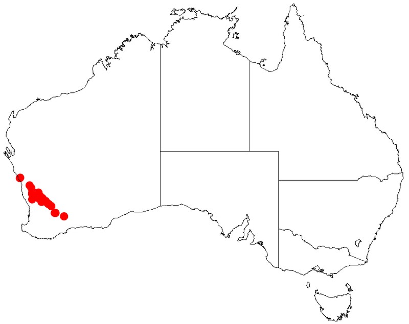 Acacia jacksonioides photo 5