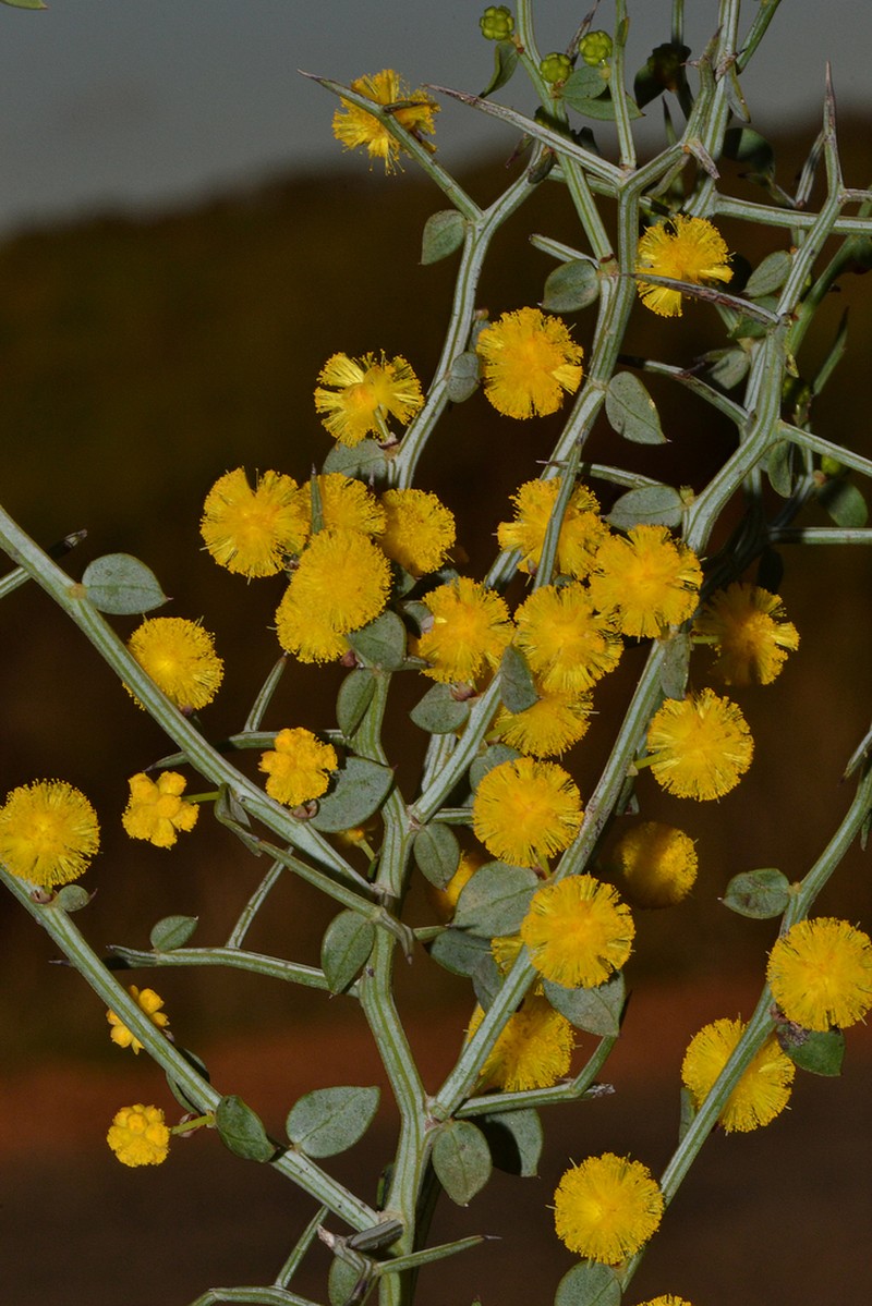 Acacia jacksonioides photo 2