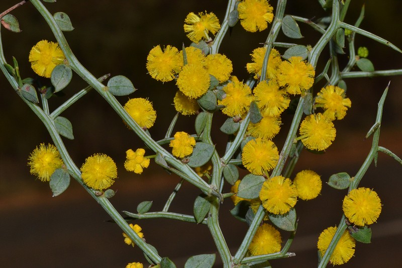 Acacia jacksonioides photo 3