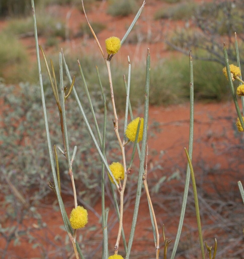 Acacia jamesiana photo 3