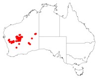 Acacia jamesiana