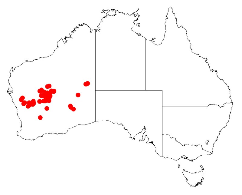 Acacia jamesiana