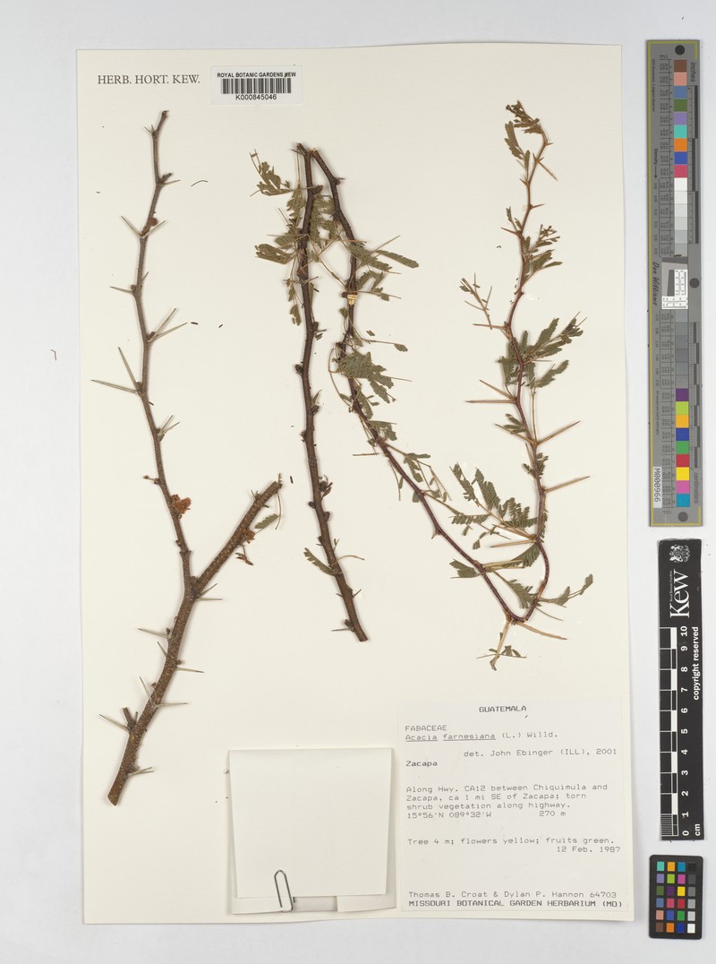 Acacia jamesiana photo 2