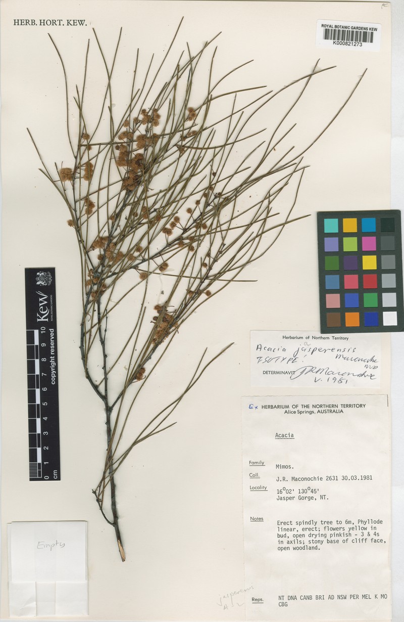 Acacia jasperensis photo 5