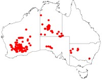 Acacia jennerae