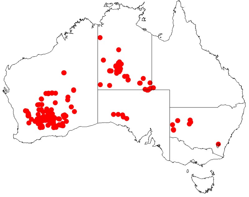 Acacia jennerae