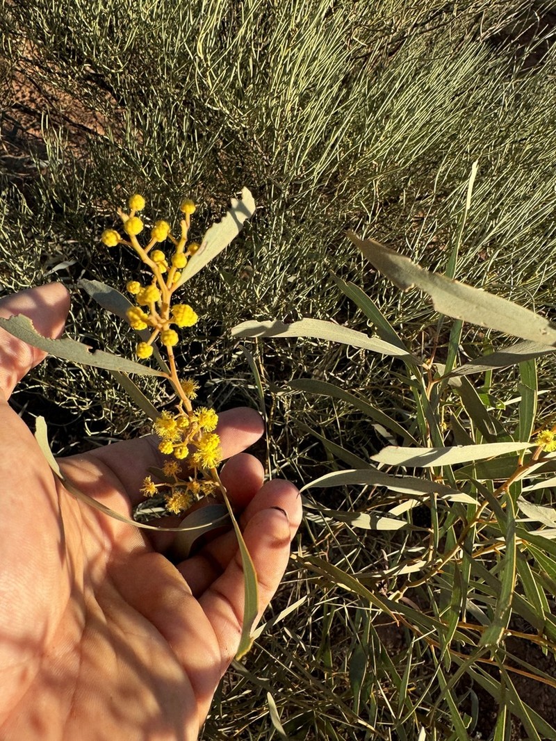 Acacia jennerae photo 3