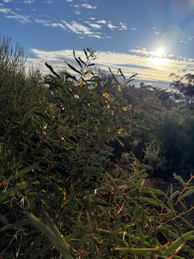 Acacia jennerae photo 4