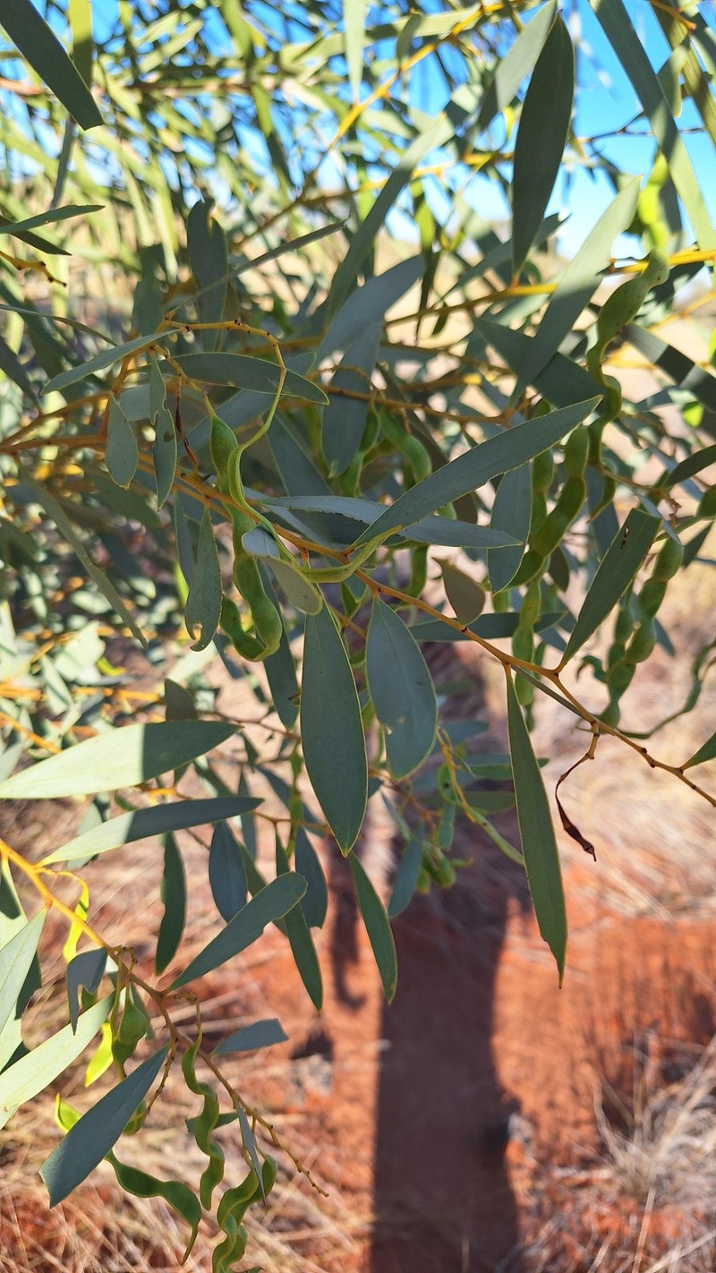 Acacia jennerae photo 5