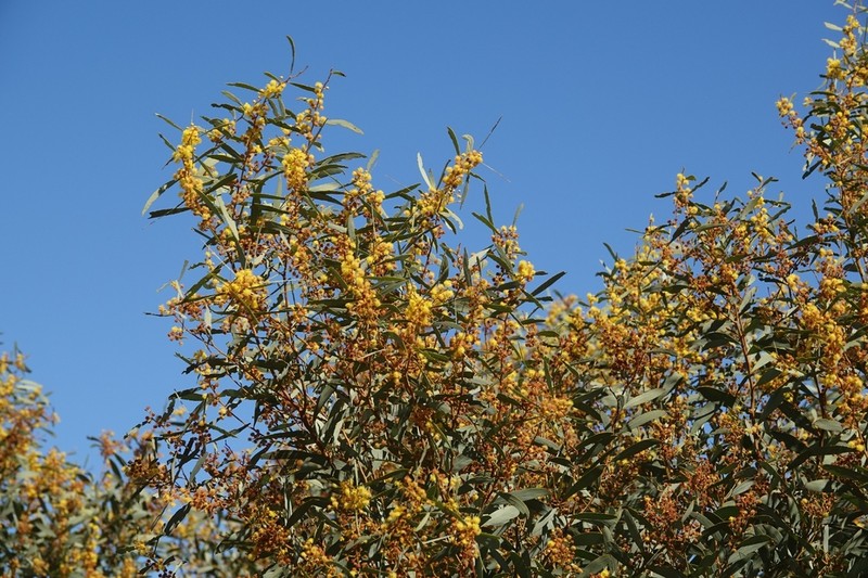 Acacia jennerae photo 6