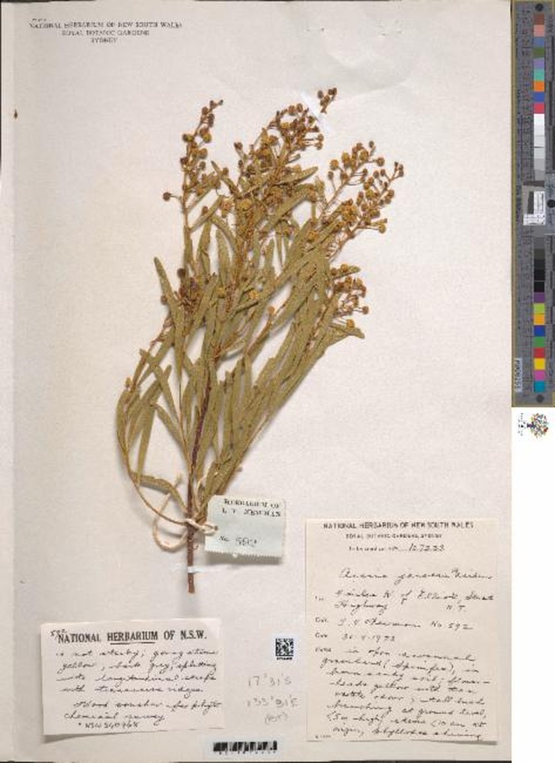 Acacia jensenii photo 3