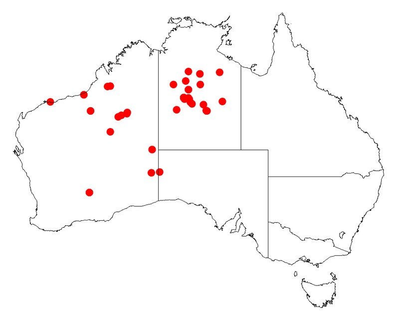 Acacia jensenii