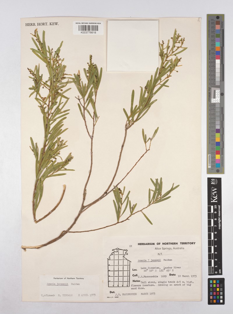 Acacia jensenii photo 2