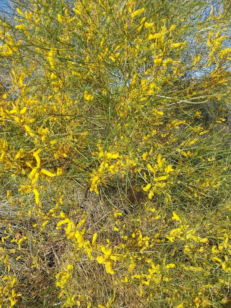 Acacia jibberdingensis photo 2