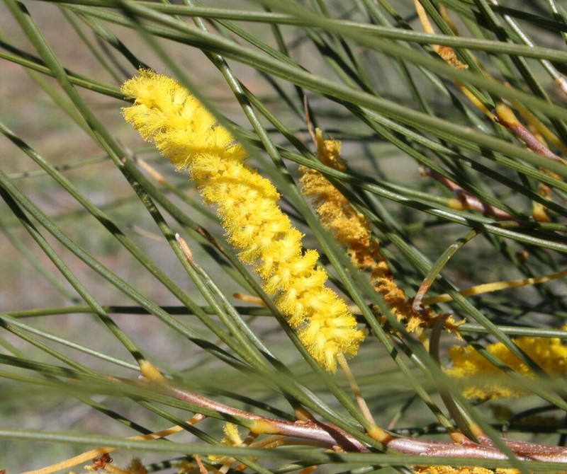 Acacia jibberdingensis photo 3