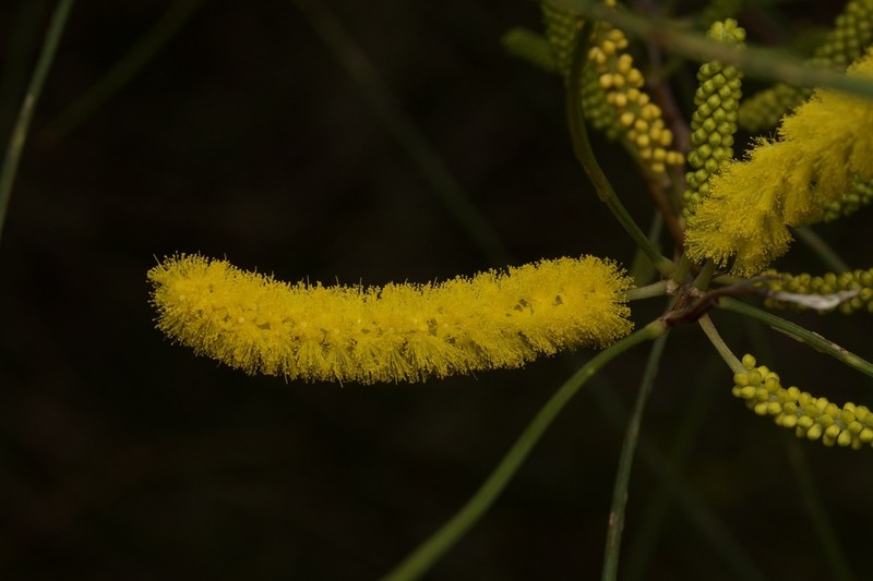Acacia jibberdingensis photo 4
