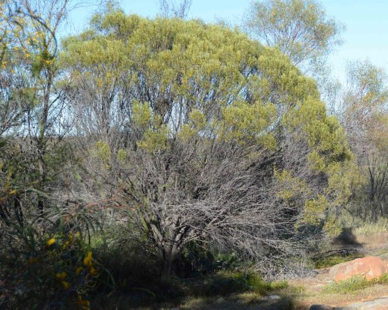 Acacia jibberdingensis photo 5