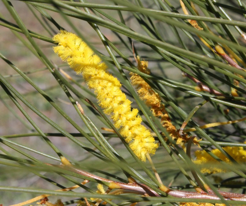 Acacia jibberdingensis photo 6