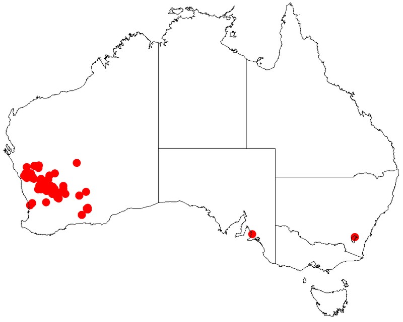 Acacia jibberdingensis