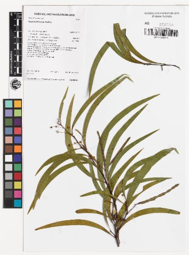 Acacia johannis