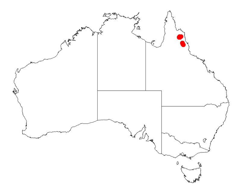 Acacia johannis