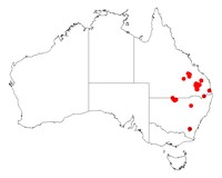 Acacia johnsonii