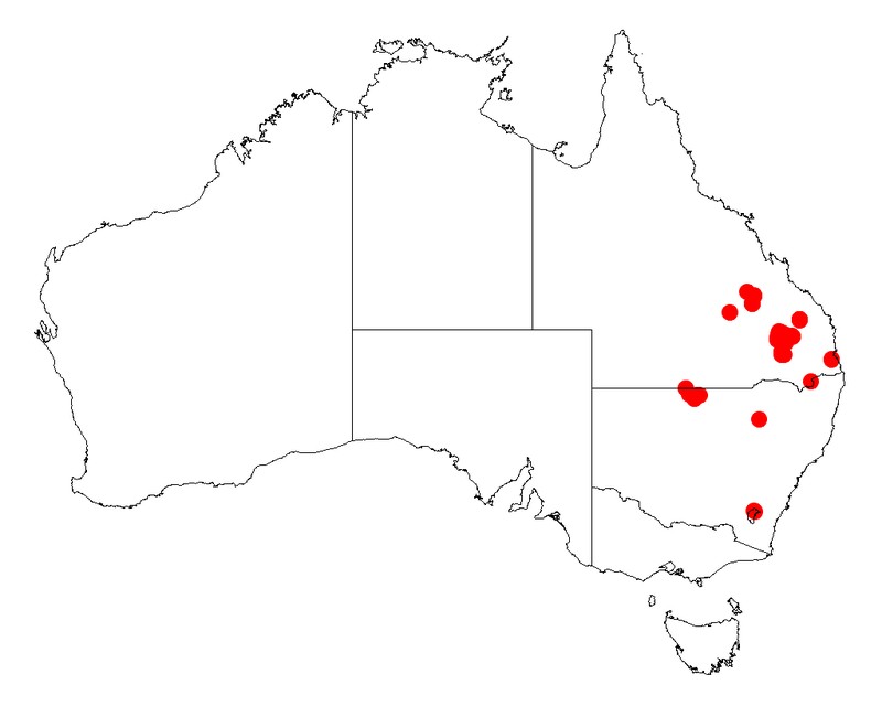Acacia johnsonii