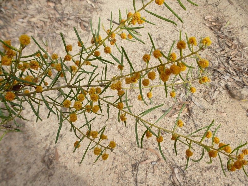 Acacia johnsonii photo 2
