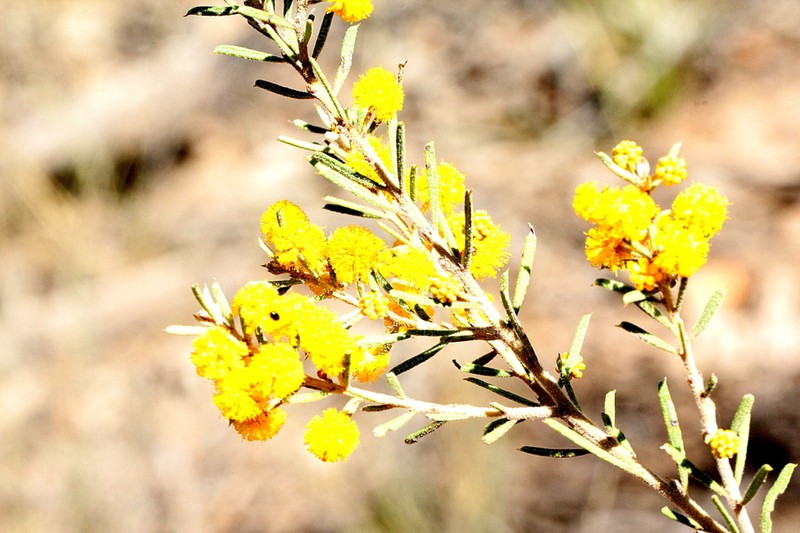 Acacia johnsonii photo 3