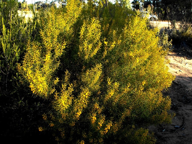 Acacia johnsonii photo 4