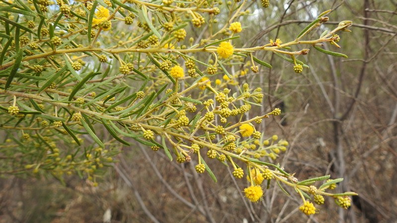 Acacia johnsonii photo 5